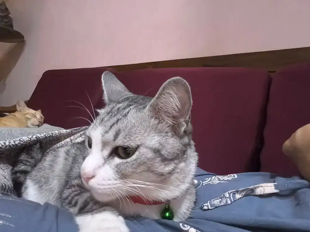 Dibutuhkan art perempuan muslim yg suka kucing untuk menginap