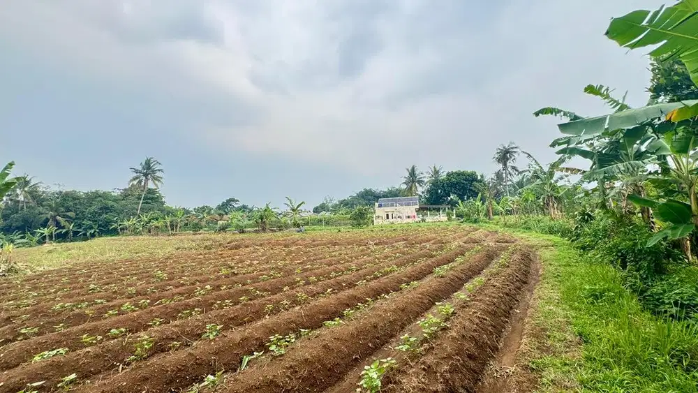 Dijual tanah dekat kampus IPB Dramaga Bogor