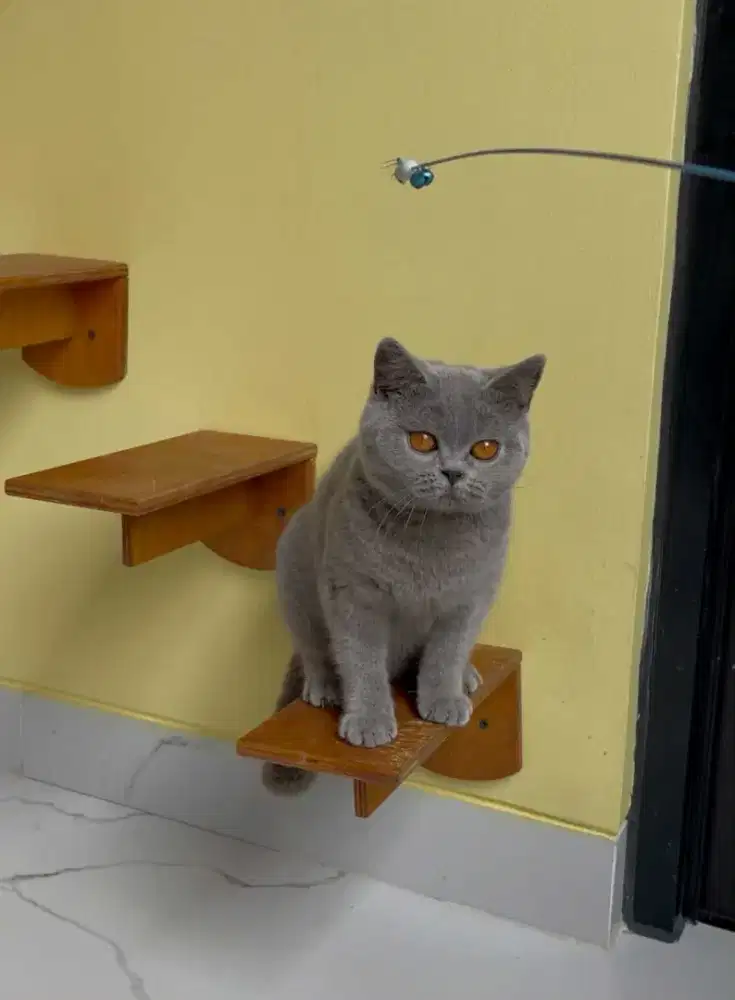 Kucing british shorthair bsh british shorthair