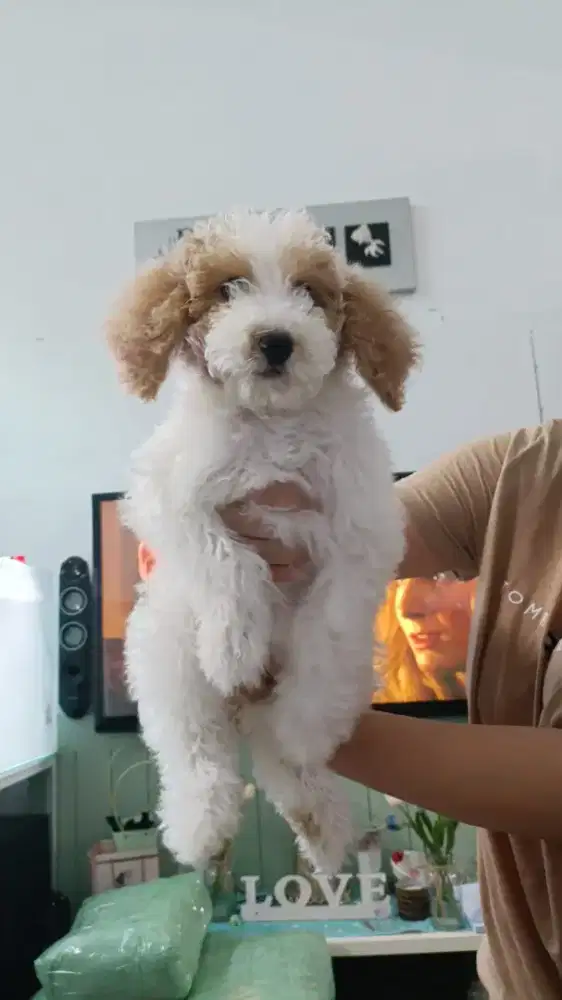 Giant Toy Poodle Jangan dan Betina 2,5 blm stamboom