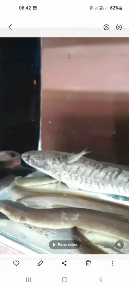 Alquarium bonus ikannya
