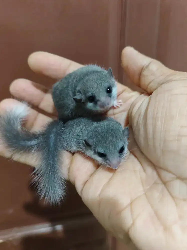 Dormice Tupai mini Afrika