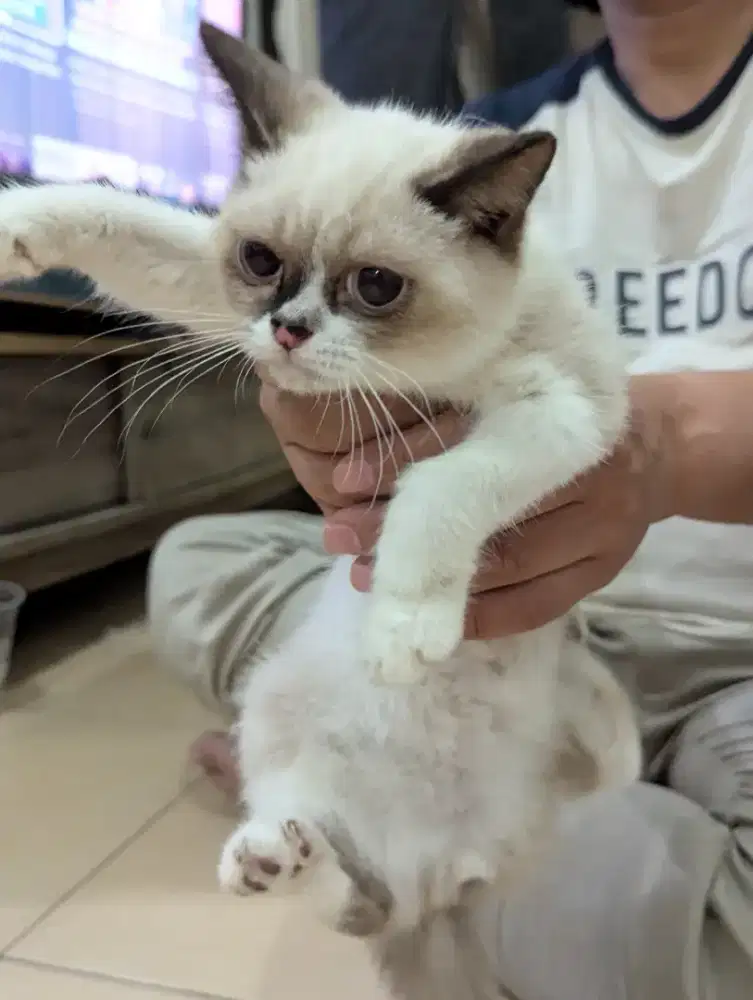 Jual Kucing Mix Show Show v Himalayan