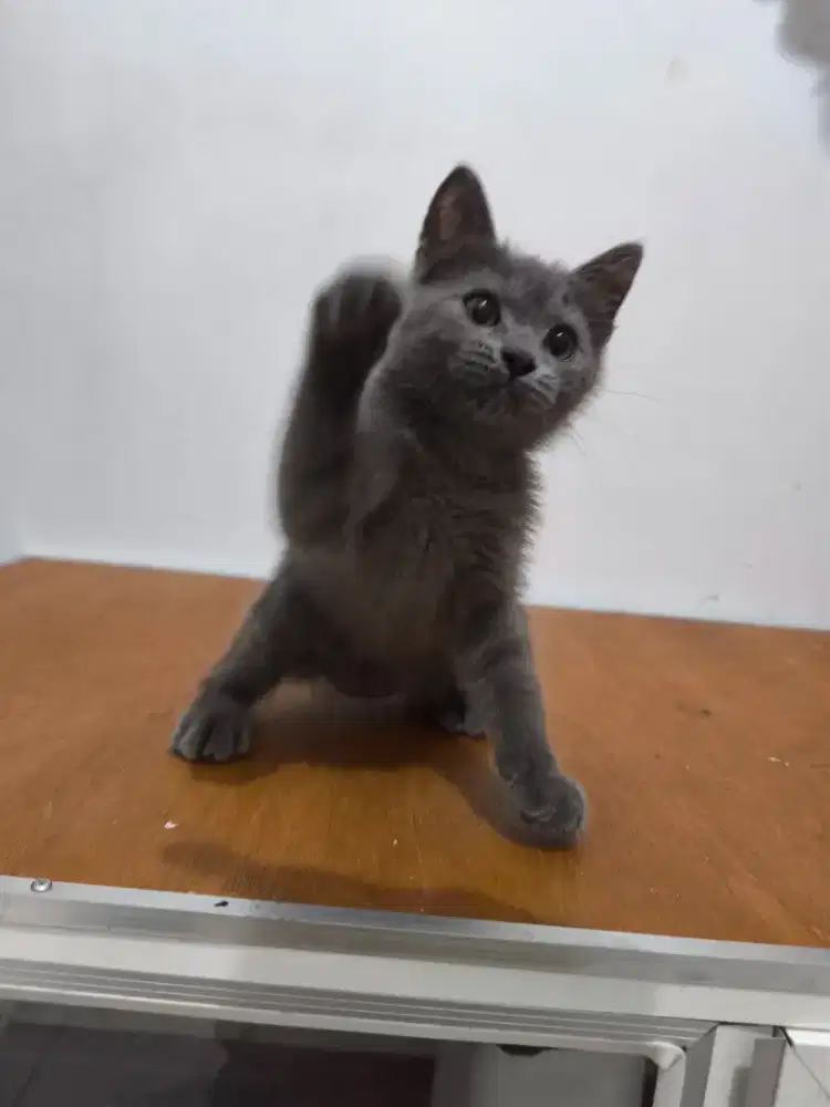 Kucing British Shorthair