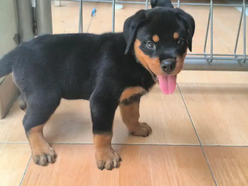 Rottweiler Jantan Non Stamboom Non Vaksin