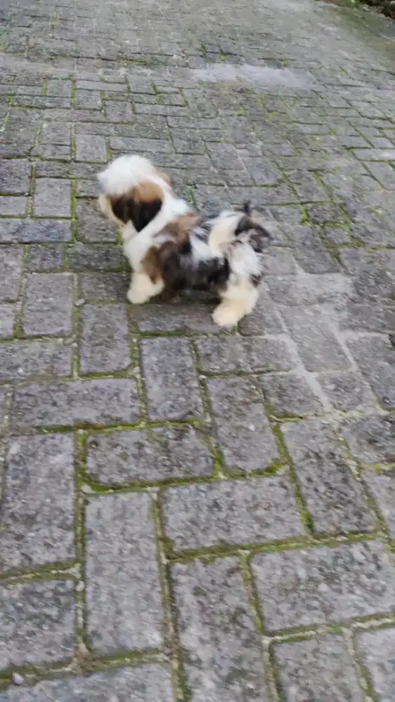 Shihtzu Puppy lucu