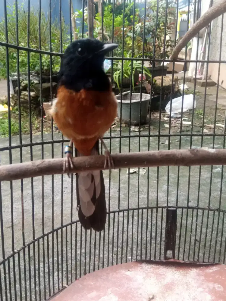 murai batu ekor 18