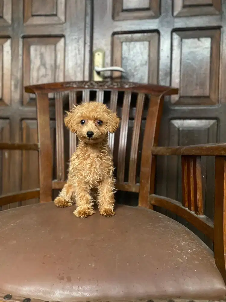 Tiny poodle betina 5bulan super mini