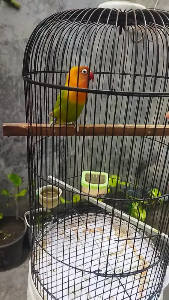 Lovebird dewasa