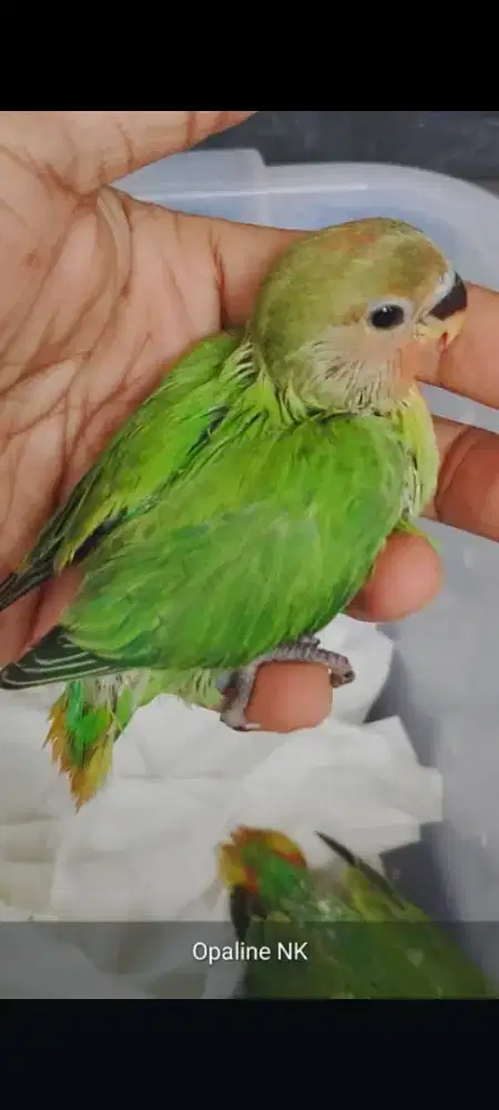 Anak burung Lovebird NonKlep