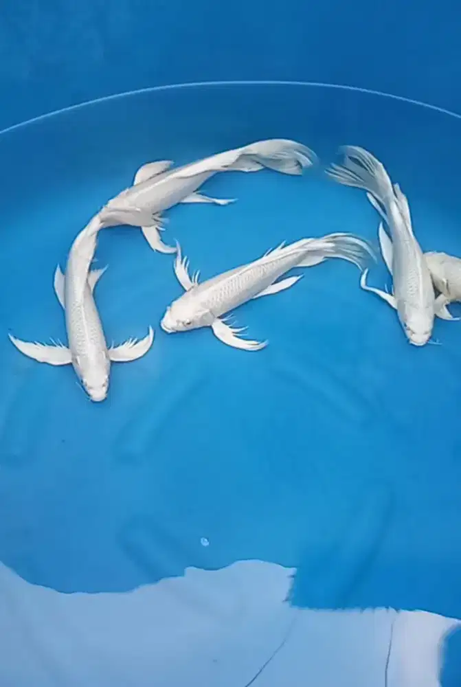 Ikan koi platinum slayer 33-36cm