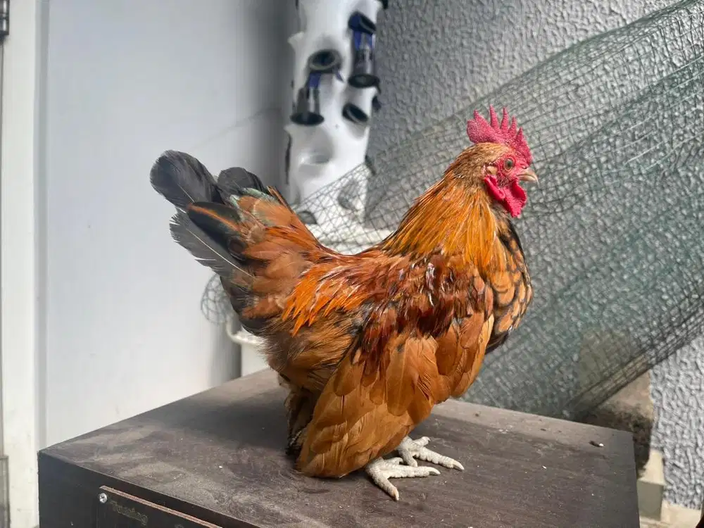 Ayam serama Jantan umur 6 bulan