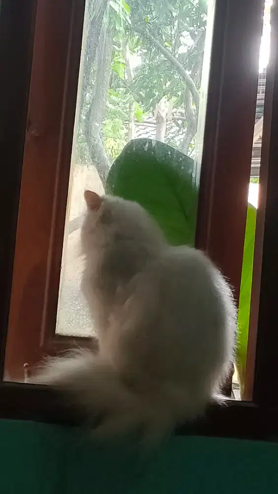 Asisten Rumah Tangga