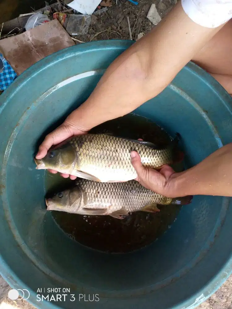 Calon Indukan Ikan Mas Majalaya Sertifikat