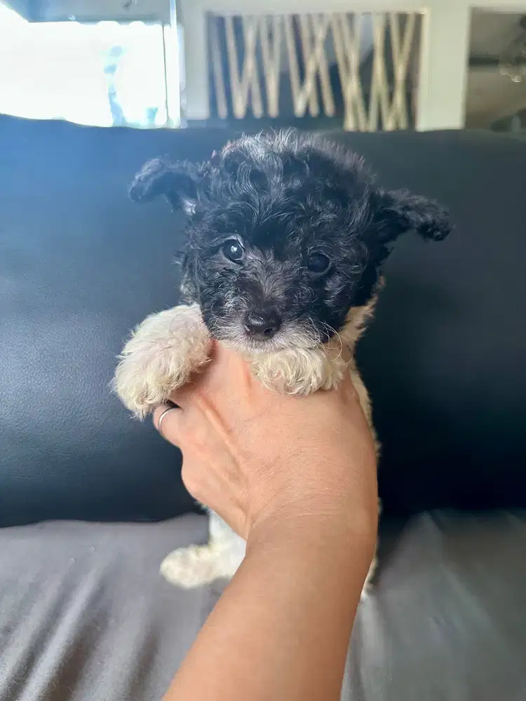 Tiny parti toypoodle