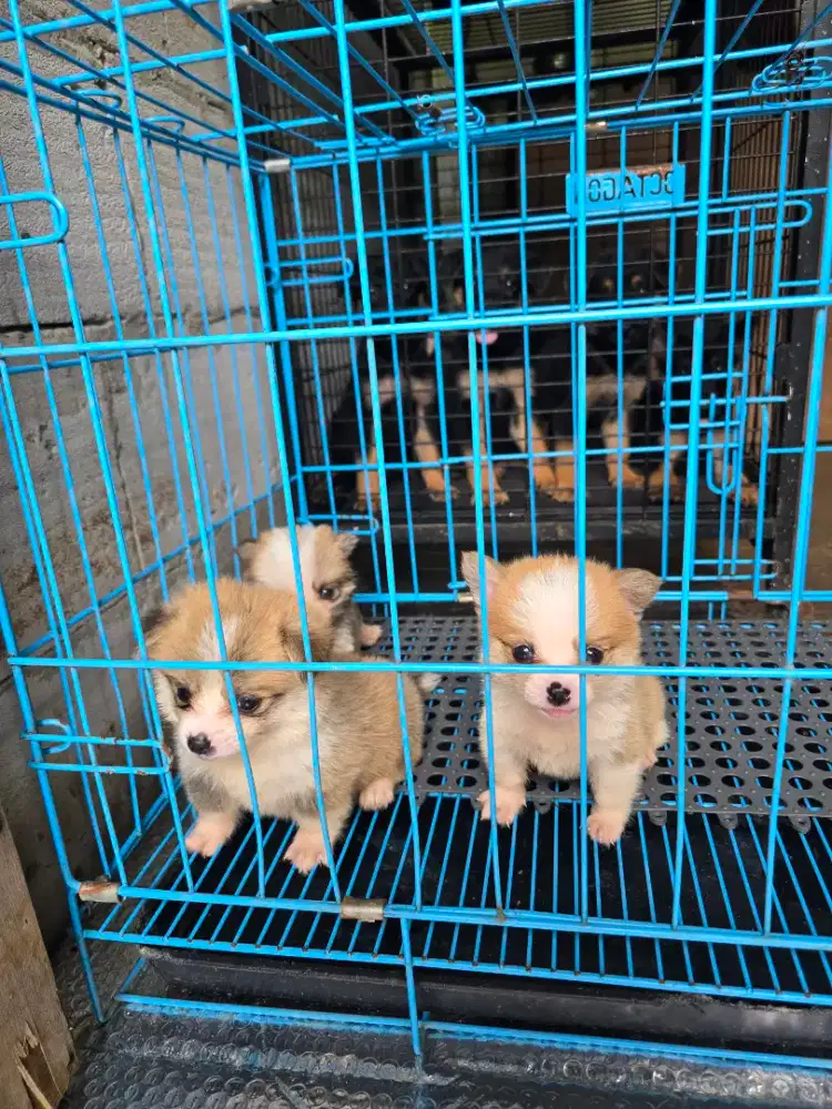 Pembroke welsh corgi polos