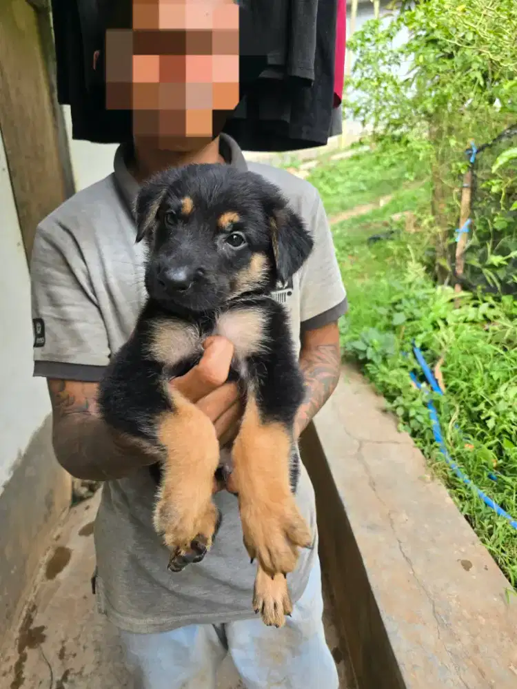 Puppy herder jantan betina stambum