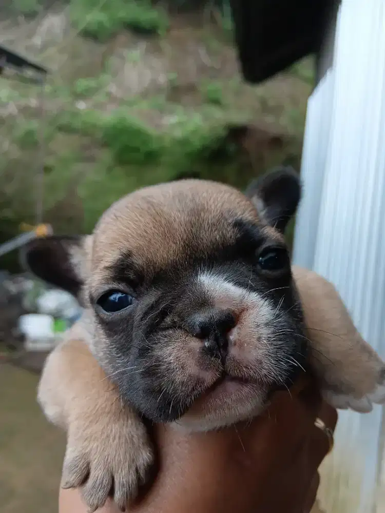French Bulldog Male