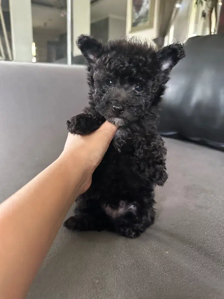 Teacup poodle jantan