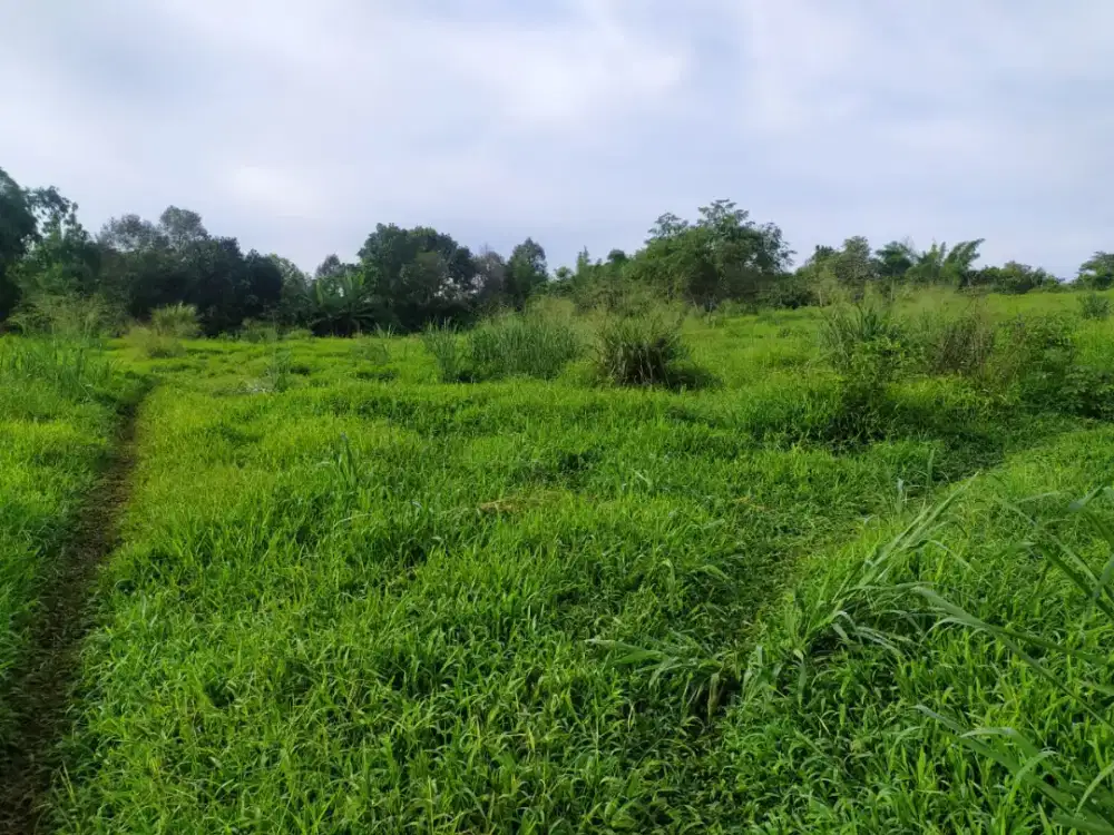 TERSEDIA LAHAN SEWA UNTUK PERTANIAN DAN PETERNAKAN