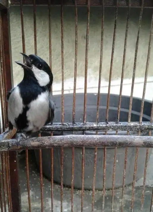 Burung Gelatik Batu Jantan Rawatan