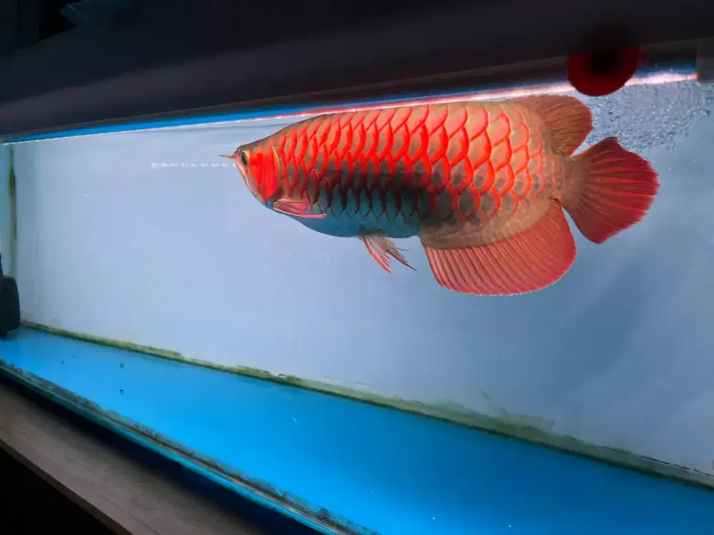Arowana super red
