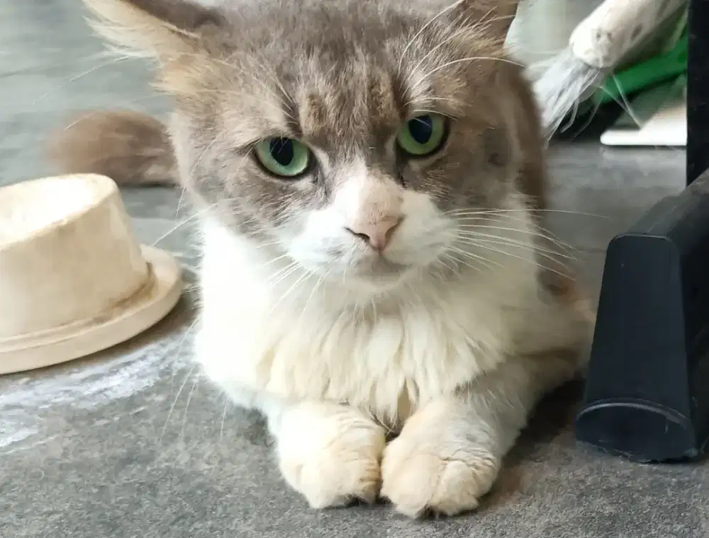 Gratis adopsi kucing persia jantan