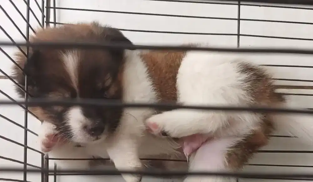 Jual anak anjing lucu
