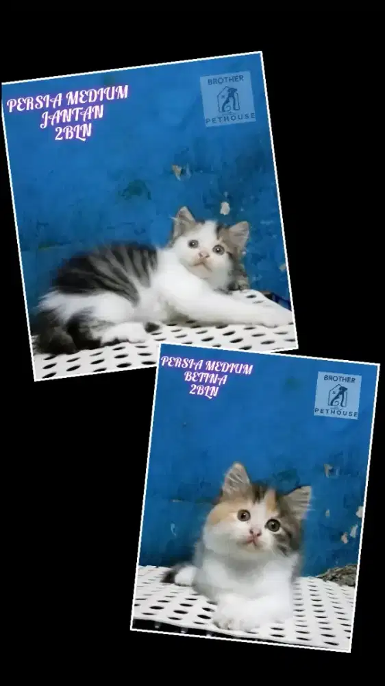 PERSIA MEDIUM SEPASANG/2E