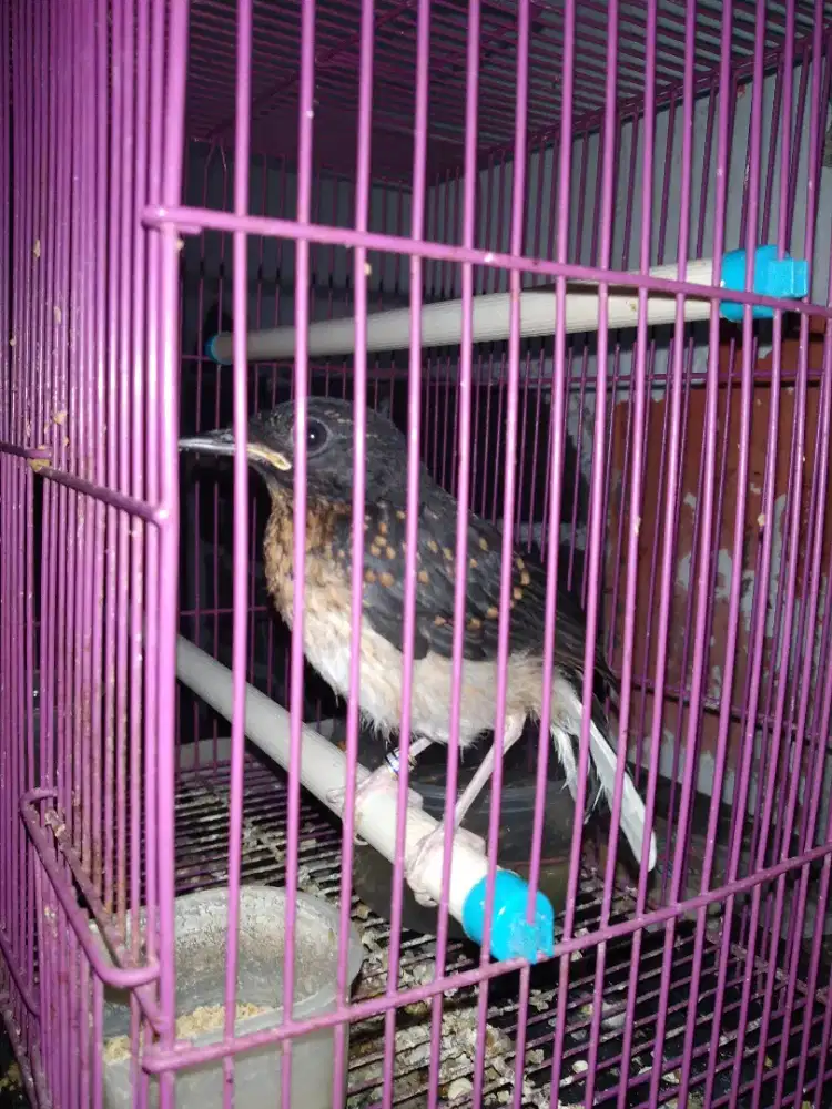 ANAK BURUNG MURAI BATU ACEH