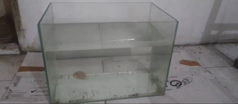Aquarium panjang 40cm plus lauhan kamfa kecil mutiara Ambil Borongan