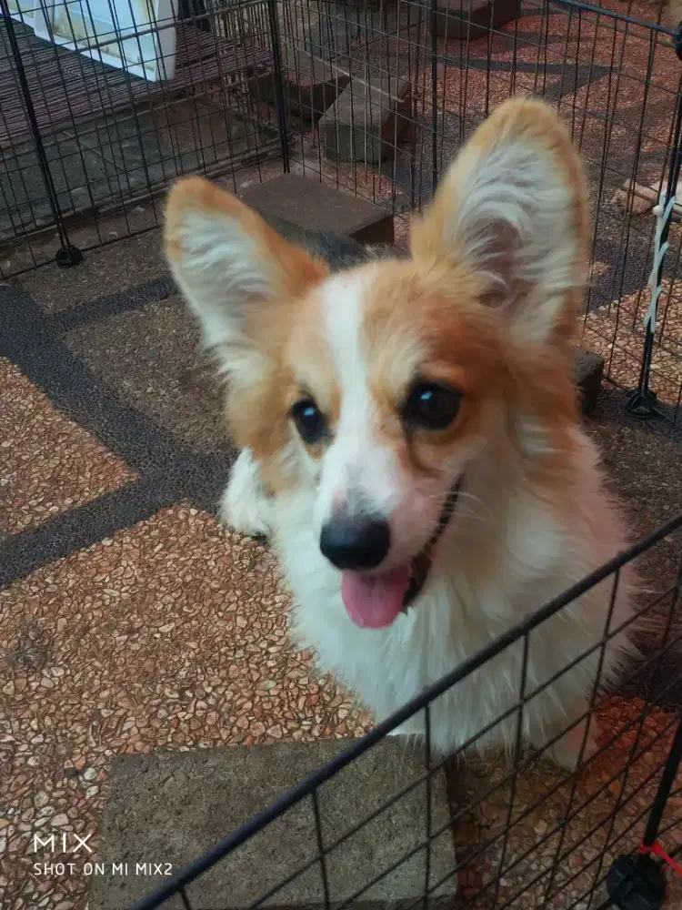 Open Adopt indukan Corgi Long Hair