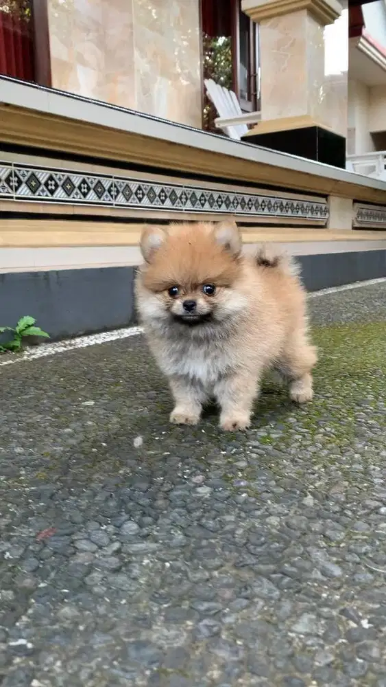 DIJUAL ANAK ANJING MINI POM