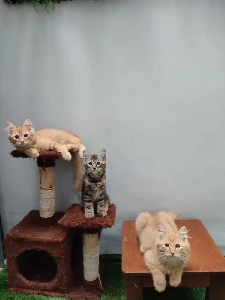 Kucing Kitten Persia Medium