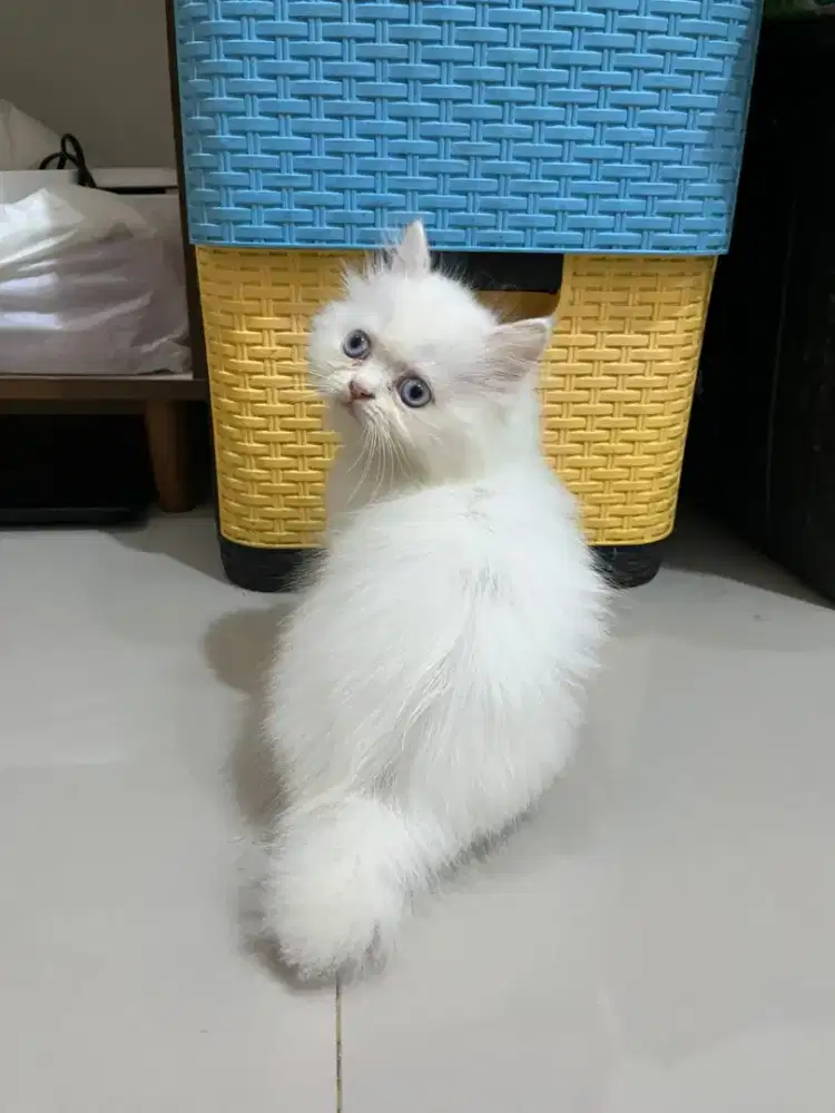 Kucing kitten persia betina