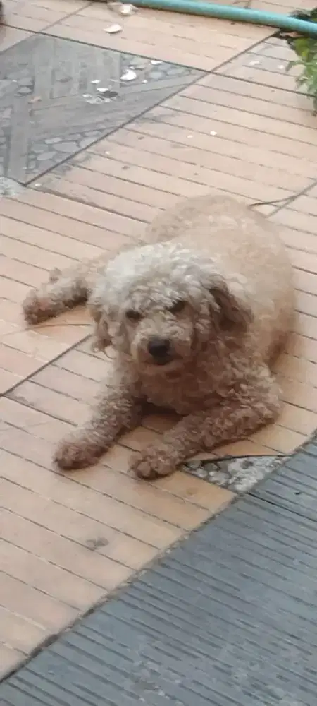 Semi hibah Poodle betina murah aja cocok buat indukan