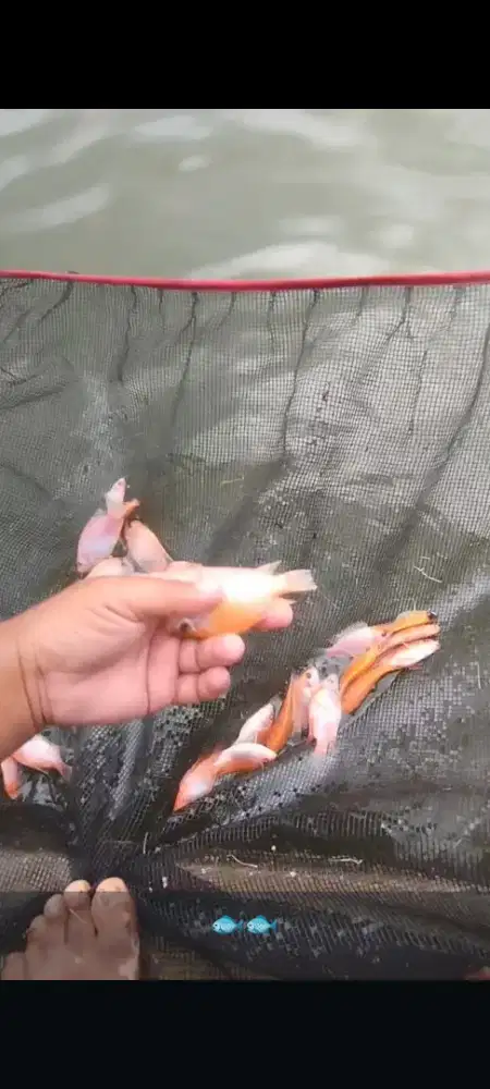 Benih ikan nila