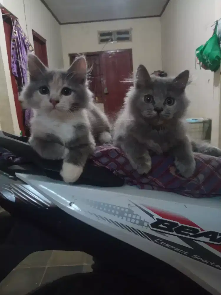 KITTEN PERSIA BETINA