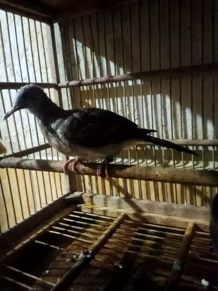 perkutut Bangkok trotol anakan tunggal