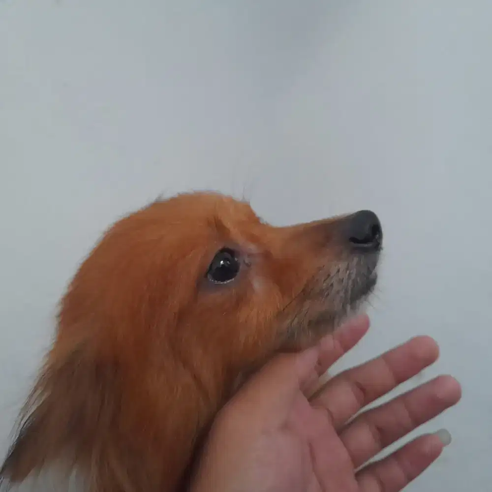 Open adopsi Pomerian jantan