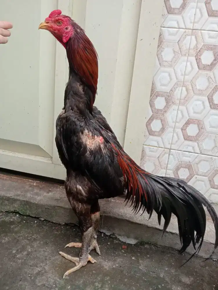Ayam Bangkok klasik jumbo
