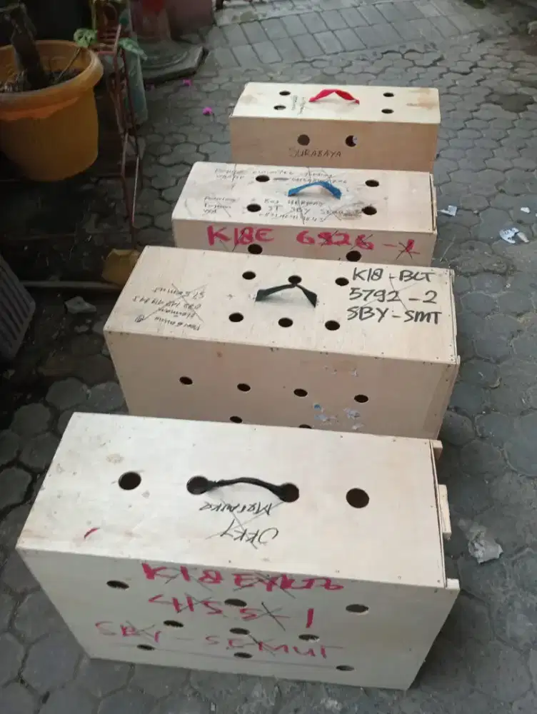 Box untuk pengiriman ayam luar kota
