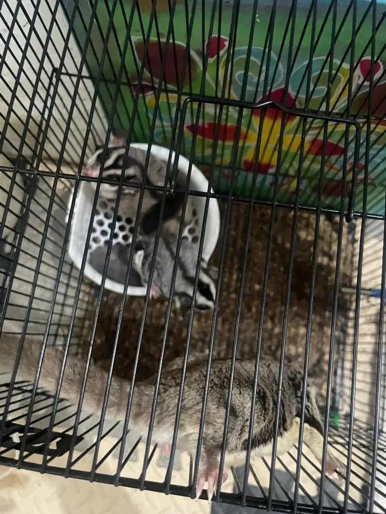 Sugar glider 3 & kandang