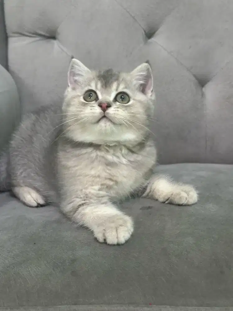 British shorthair kitten betina semua