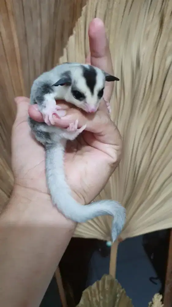 Sugarglider mozaik jantan 1,5 bulan