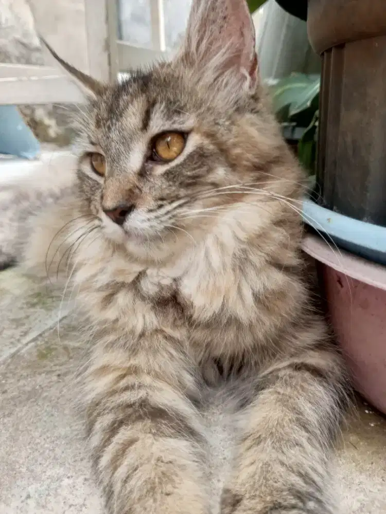 mainecoon 5 bln betina lineped
