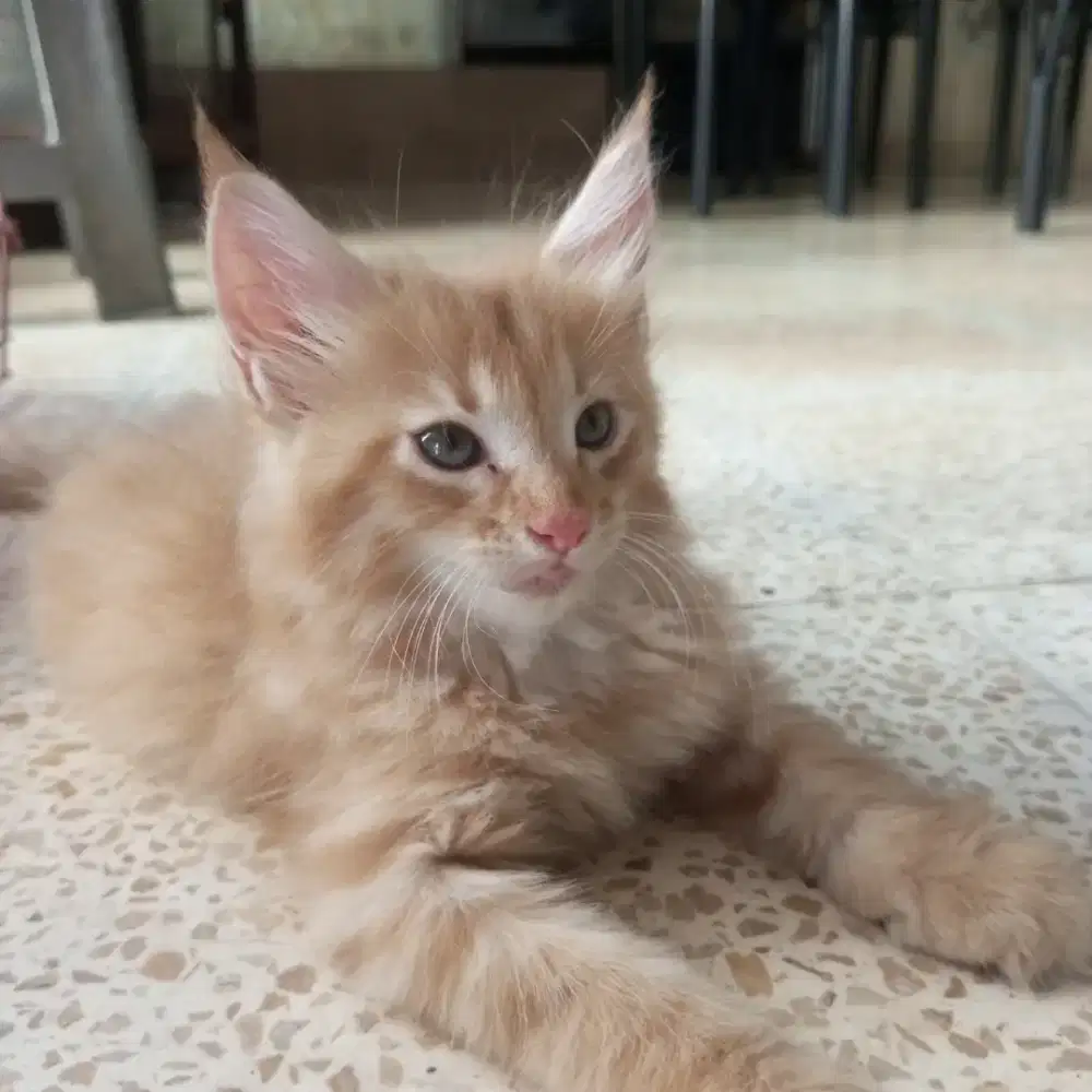 mainecoon kitten lineped