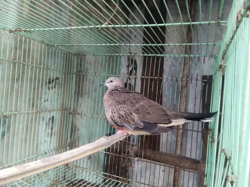 jual burung tekukur kuk 1