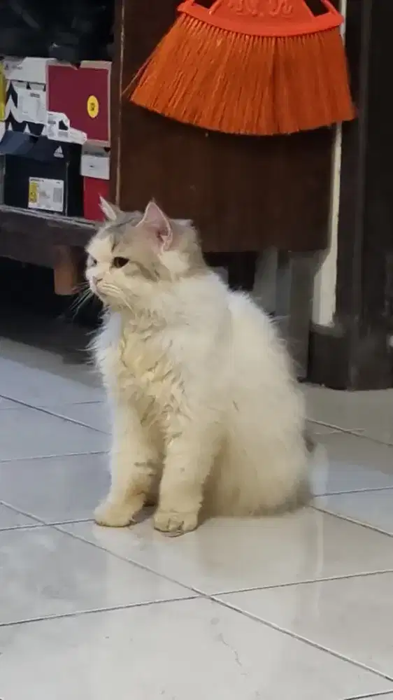 Open adopt kucing persia mix anggora