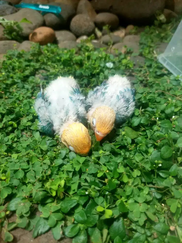 Lolohan Lovebird Biola PB Turquoise x Biola PF Euwing